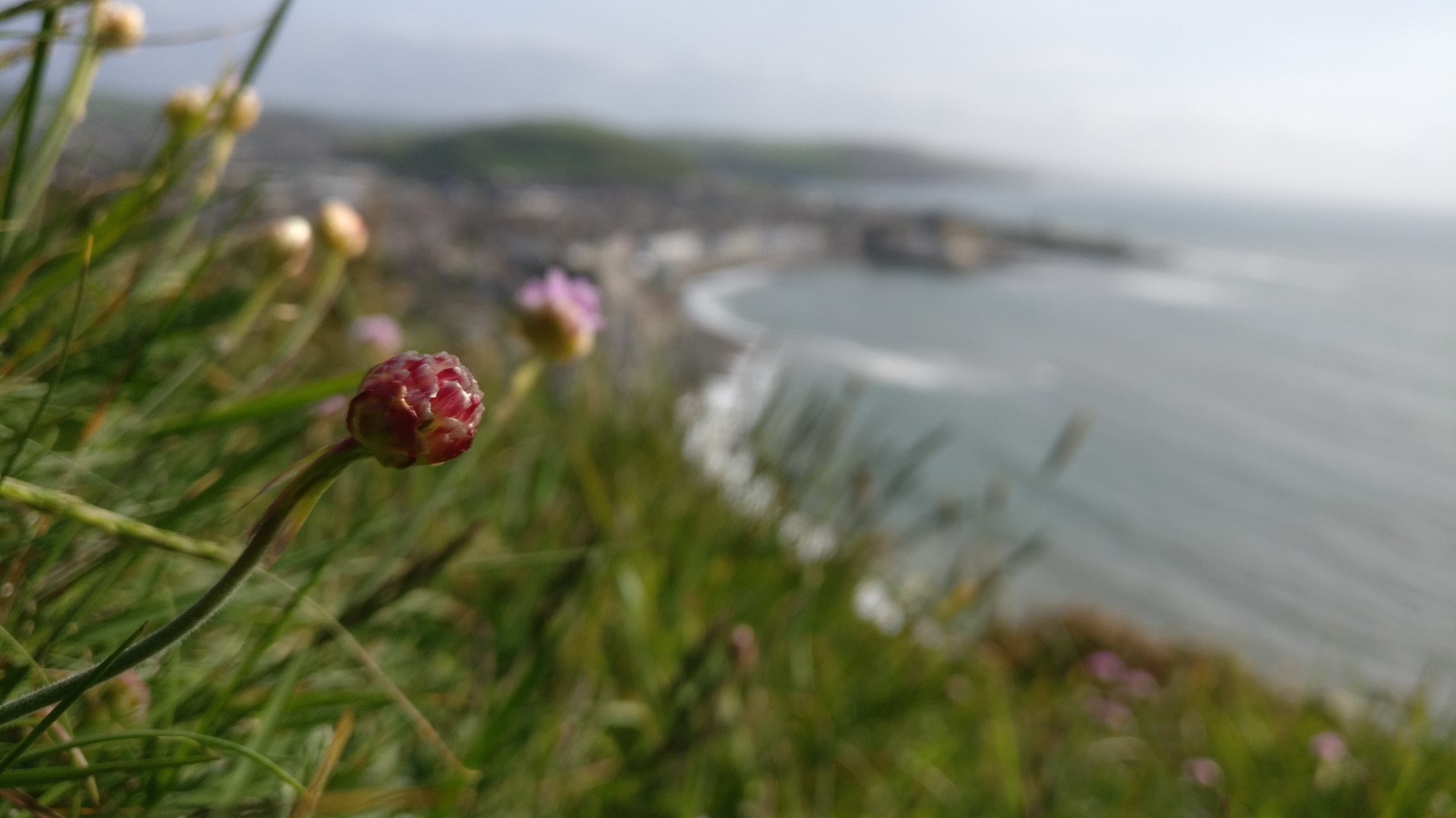 Photograph of a flower in the grass above a seaside town.